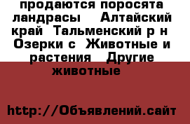 продаются поросята ландрасы  - Алтайский край, Тальменский р-н, Озерки с. Животные и растения » Другие животные   